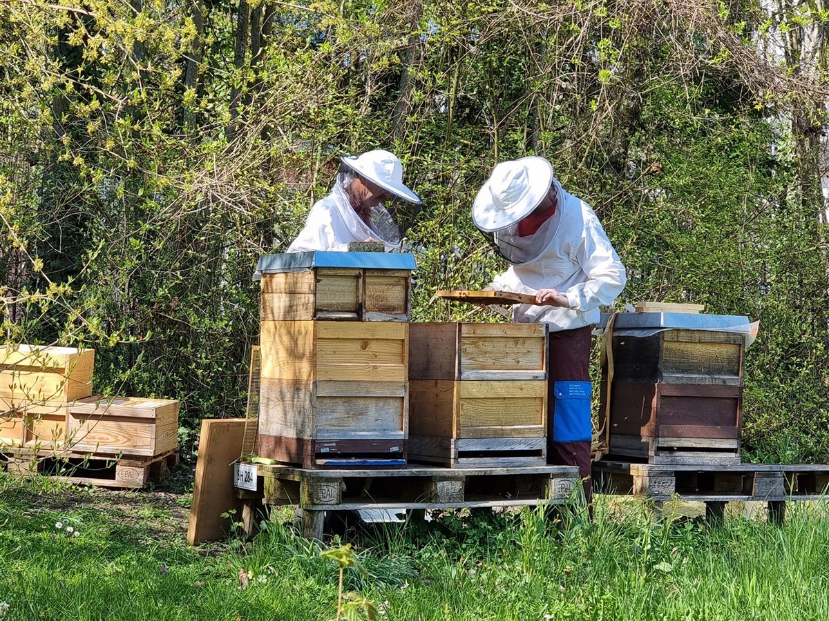 Zwei Imker kontrollieren die Bienenvölker am Bienenstand
